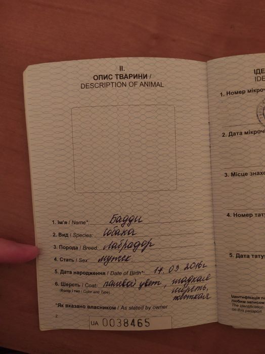 Потрібна наречена