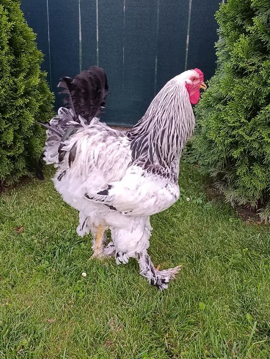 Світла колумбійська брама