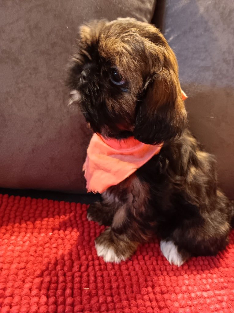 Shih Tzu Sunia- Gwiazdeczka