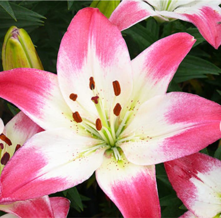 Лілія  цибулини