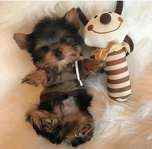 Yorkshire terrier MACHINHO