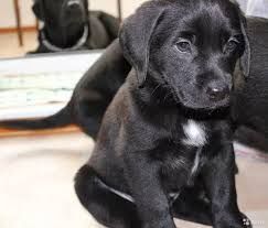 Щенки Лабрадор Ретривер мальчики и девочки есть Доставка за границу