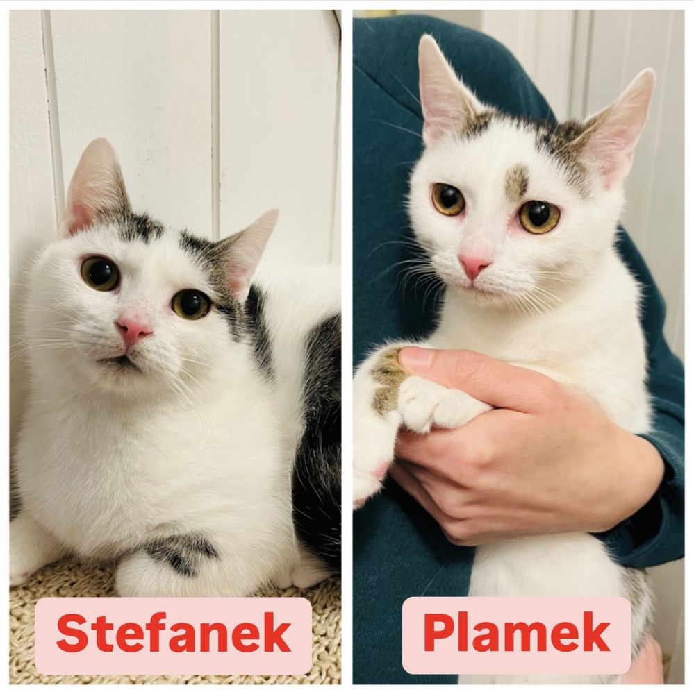 Plamek i Stefanek szukają domu