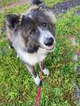 Oddam pieska samoyed/border collie