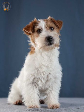 Jack Russell Terrier ZKwP FCI suczka