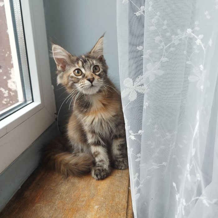 Kotka Maine Coon