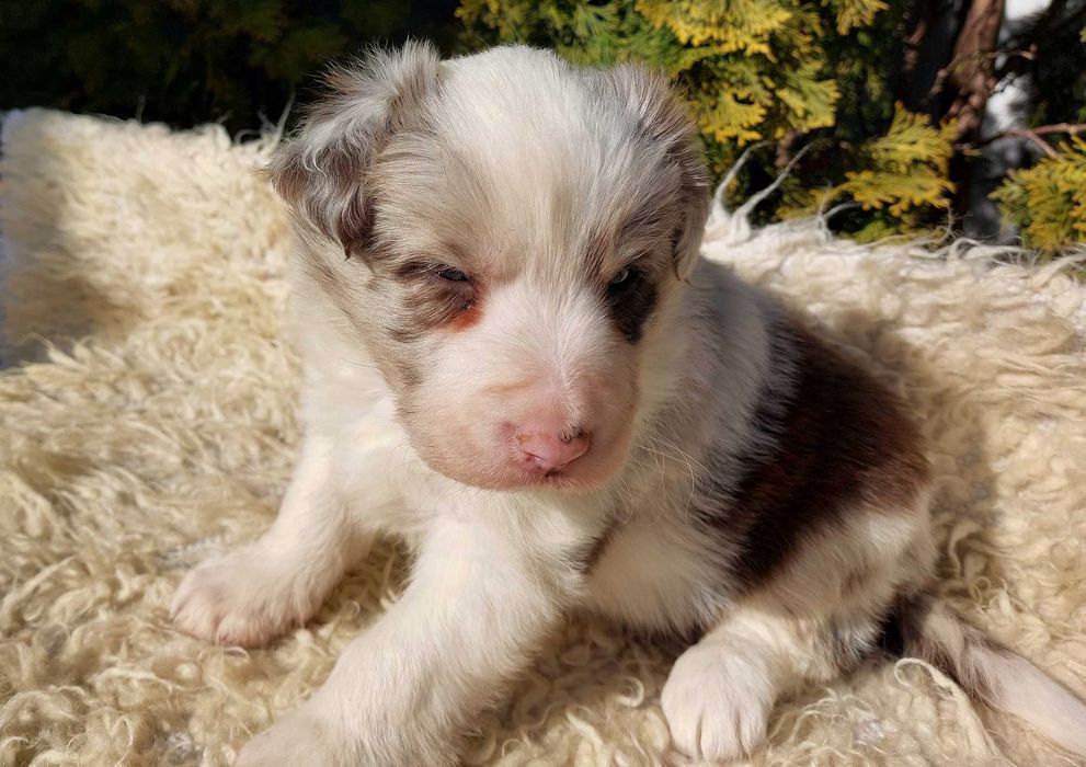 Border Collie - Szczeniaki pies, suczka z pełną dokumentacją hodowlaną