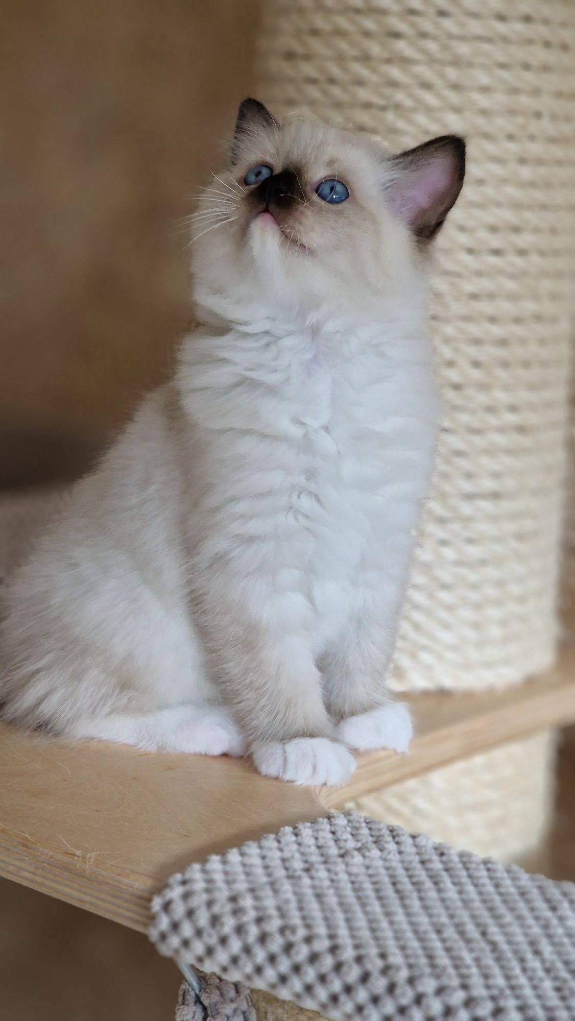 Ragdoll kotka seal mitted