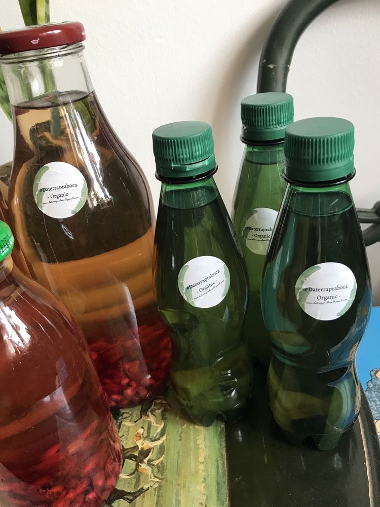 Kombucha pronta ou scobi e starter