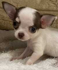 Chihuahua pies piekny