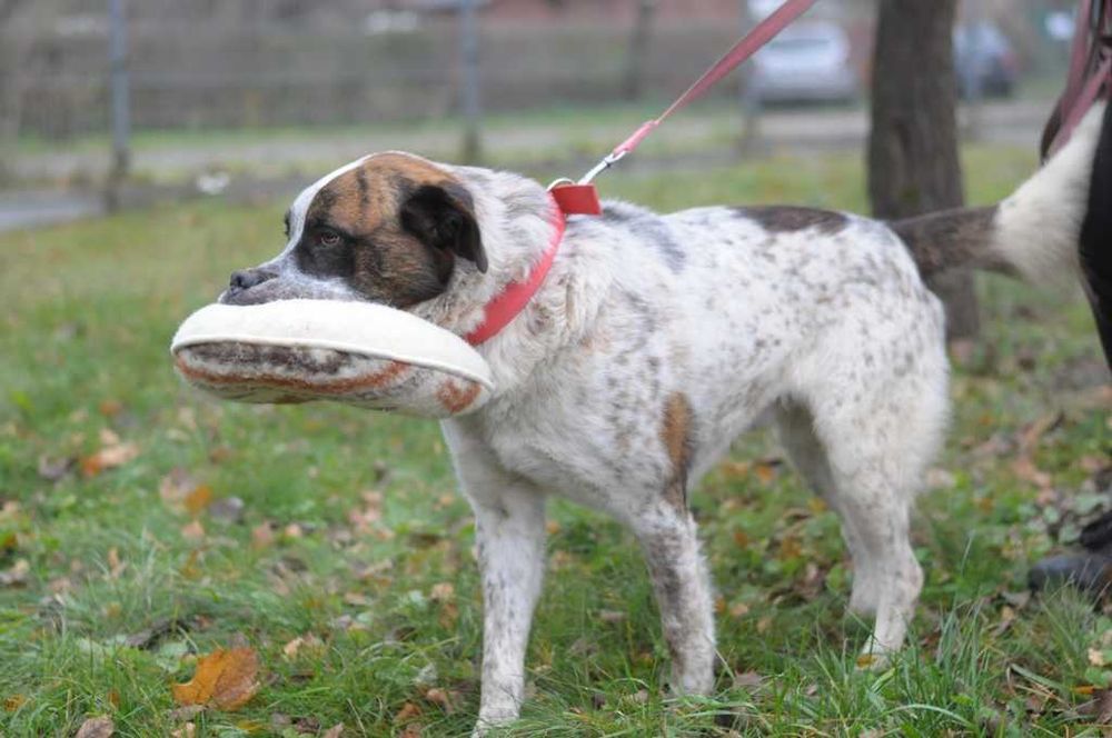 BOSS - w typie bernardyna