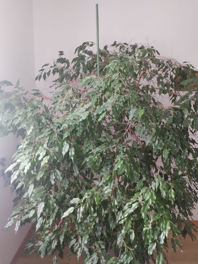 Drzewko Ficus benjamina Roślina