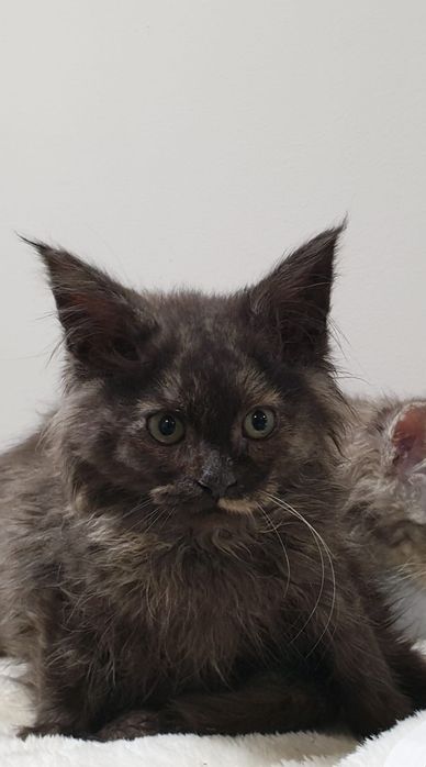 Maine coon fêmea com Lop