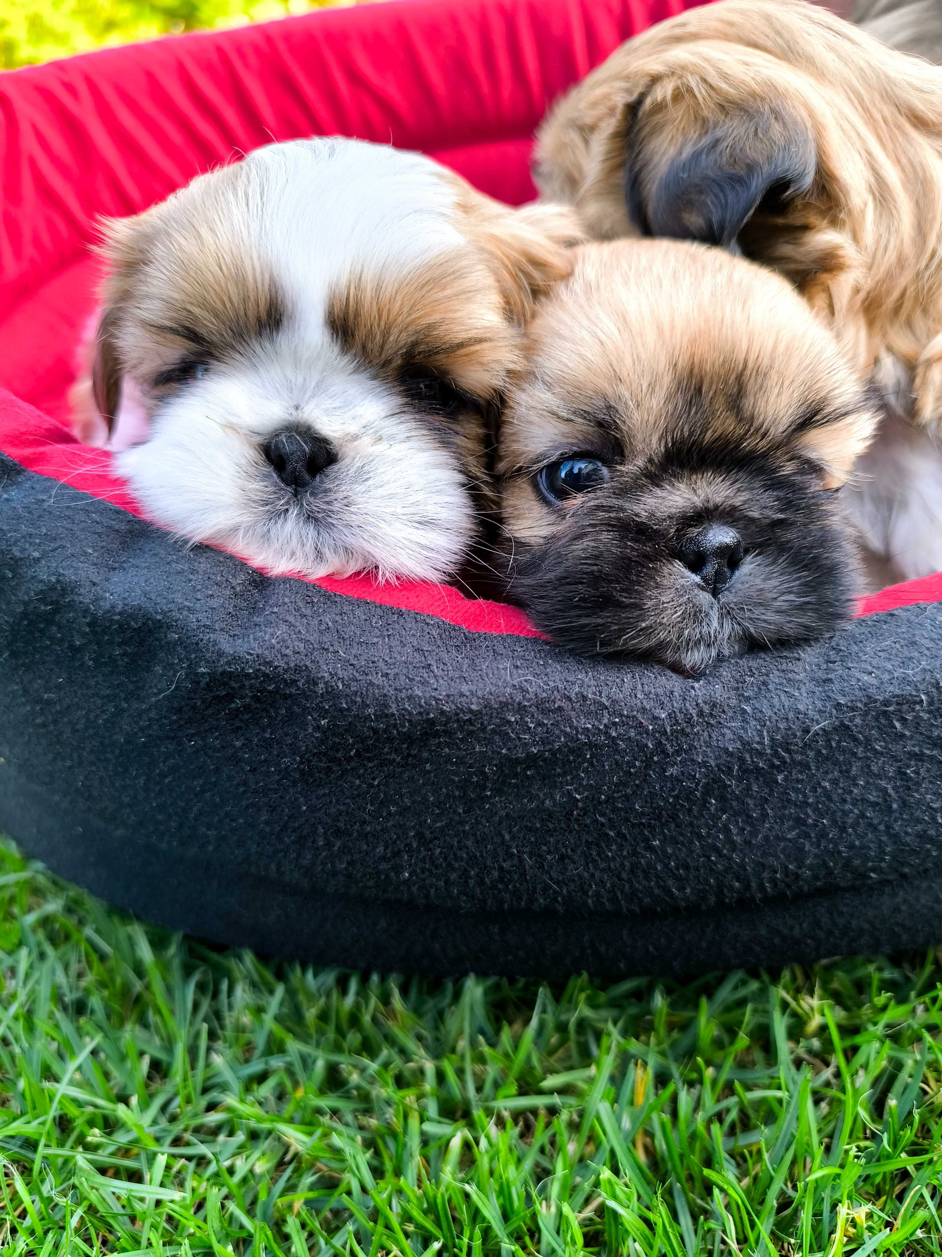Shih tzu (piesek) gotowy do odbioru