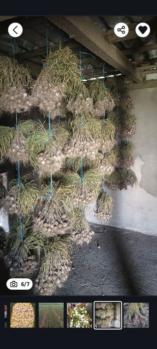 Czosnek Jarus wiosenny od Rolnika