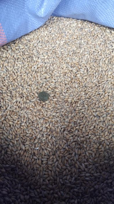 Pszenżyto, zbiór 2025, grube, czyszczone,