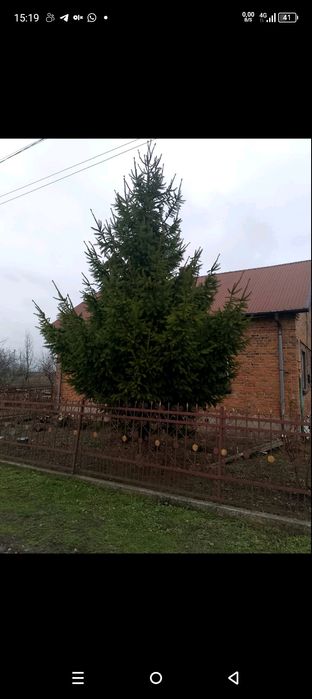 Ялинка (зелена красуня).