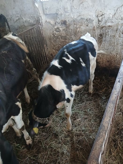 Sprzedam jałówki do dalszego chowu