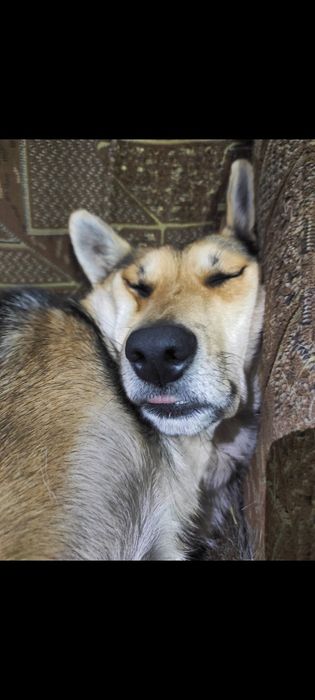 Пропав песик! Прошу повернути за винагороду!