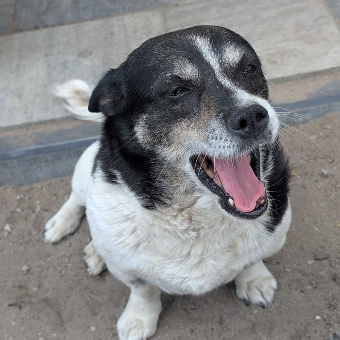 Amia - mała suczka o wielkim sercu