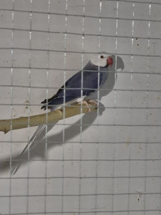 Aleksandretta obrożna