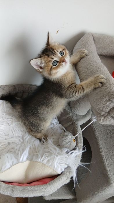 Macho Scottish Straight