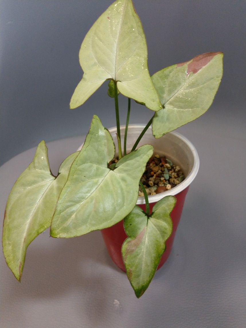 Syngonium Strawberry Milk