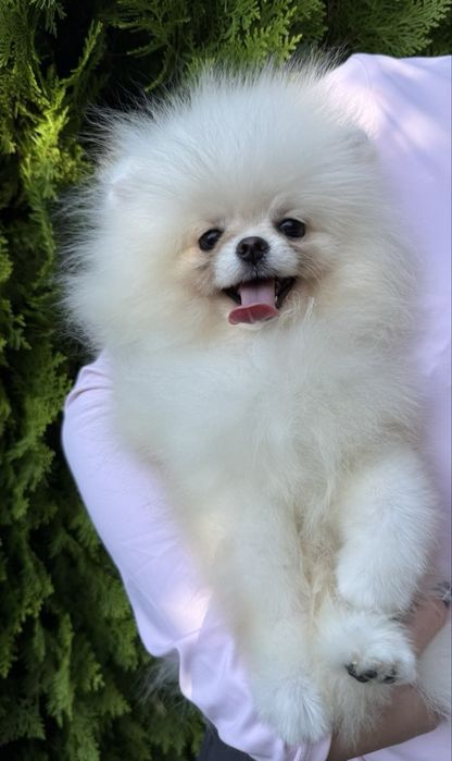 Шикарные щенки померанского шпица