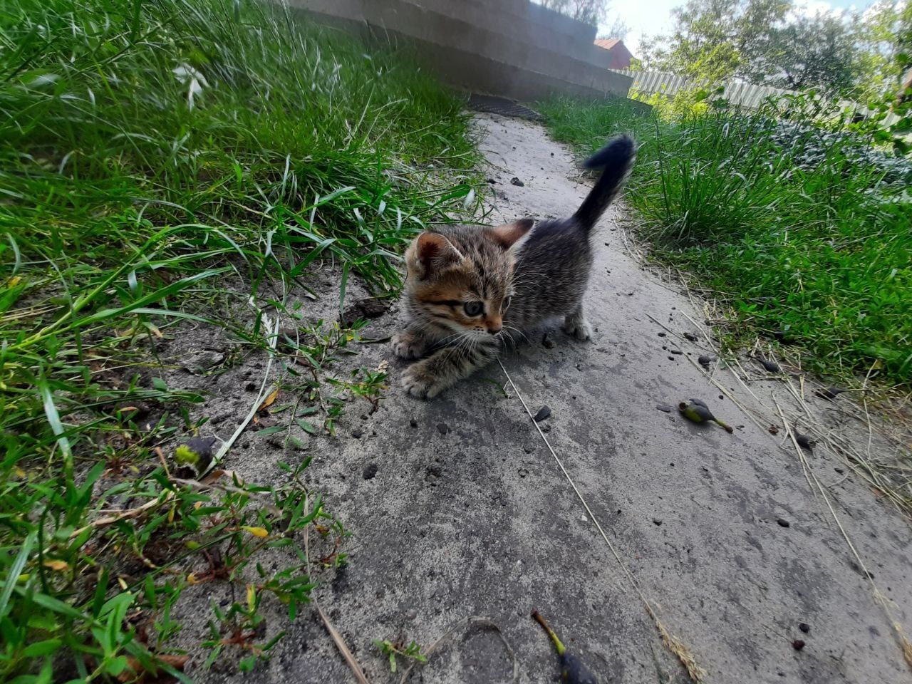 Кошенята господарські