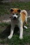 Akita japońska (inu) sunia FCI 4 lata