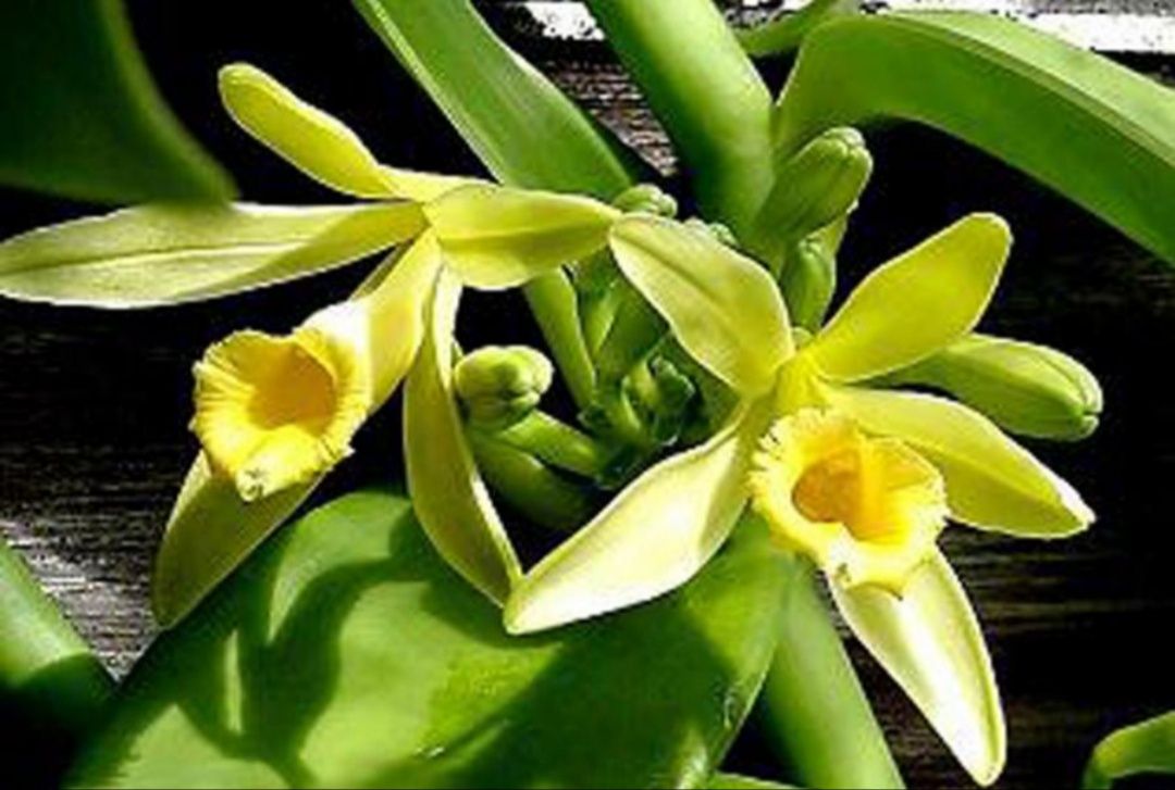 Vanilia planifolia Storczyk