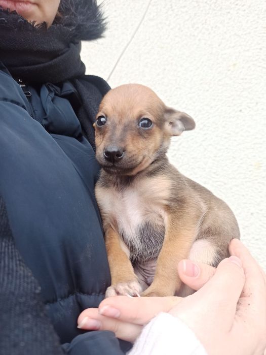 Oddam pieski kundelki w dobre ręce