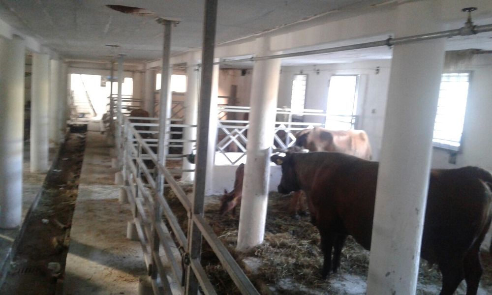 Jałówki rasy Polska Czerwona Zasoby Genetyczne