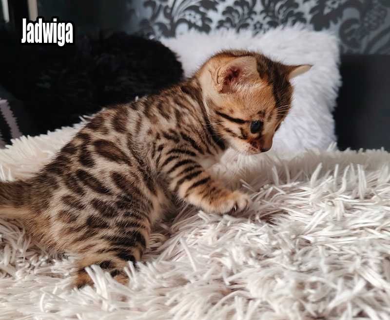 Koteczka bengalska z rodowodem