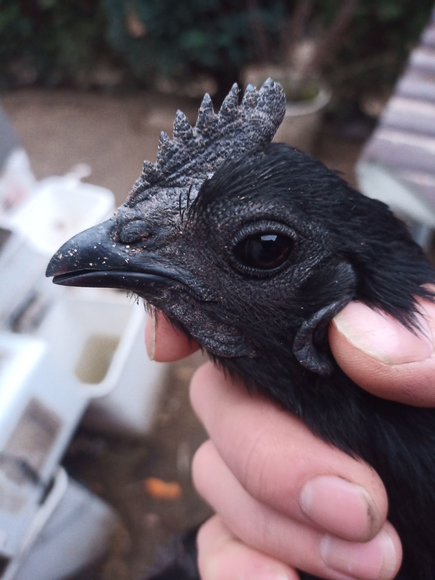 Sprzedam jajka lęgowe -Ayam Cemani - Czarna kura, czarne kości i mięso