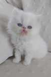 Gatinha Persa branca red point