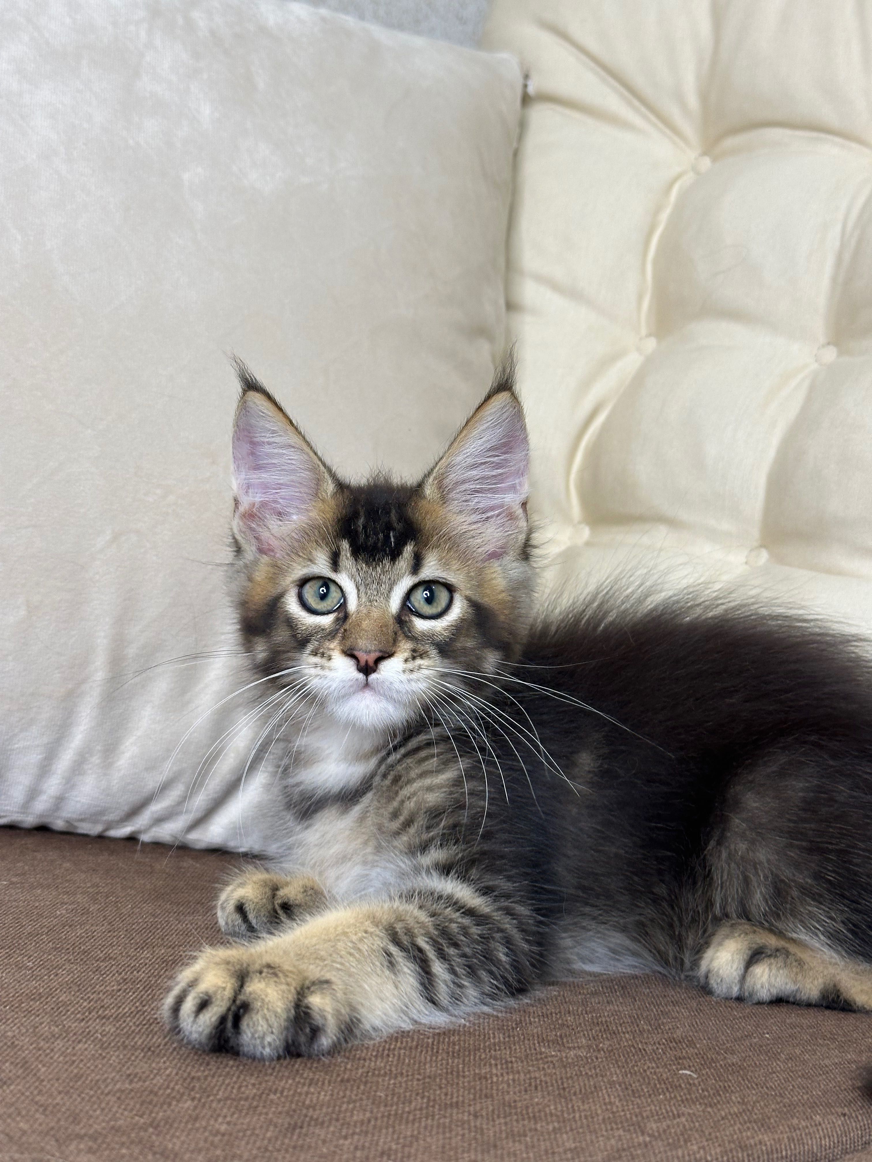 Daniel-Kocurek Maine Coon