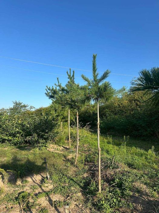 Сосни: Арманда Ра, веймутова, гімалайська, білокора, румелійська,чорна