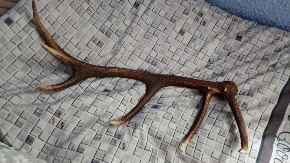 Poroże jelenia 82cm 12stak Para