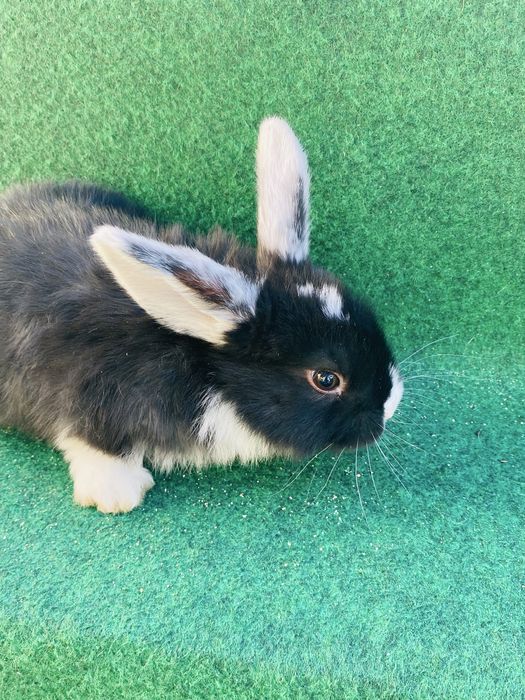 Coelho anao mini lop