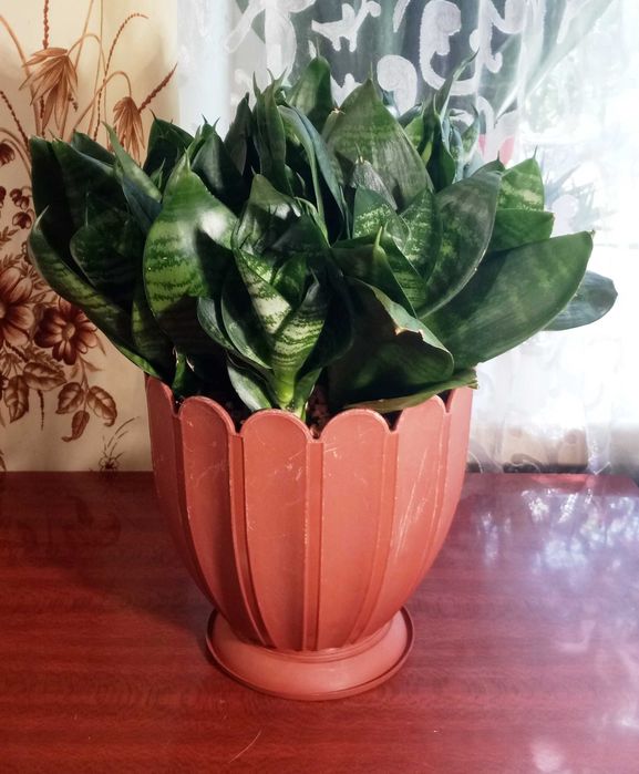 Сансевиерия Ханни (Sansevieria Hahnii)