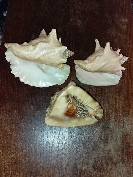 Ракушки Большие морские