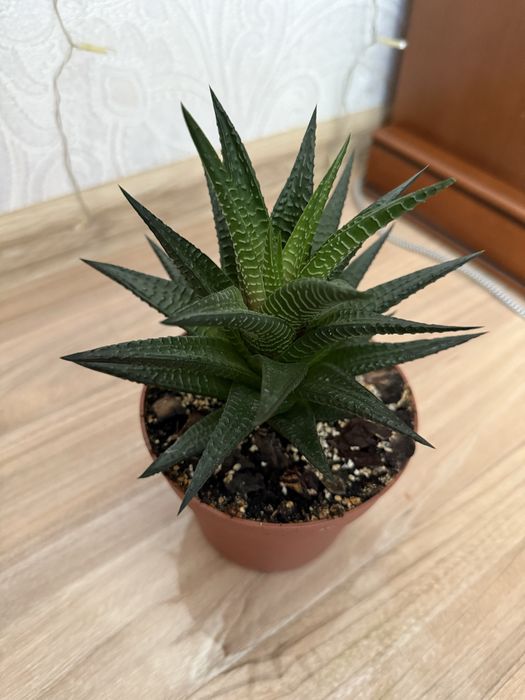 Haworthia limifolia, хавортія ліміфолія, сукулент