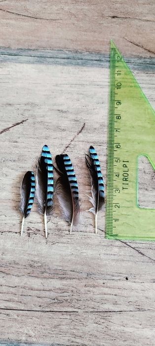 Pióra sójki, ozdne, lotki, sterówki 40 sztuk. Bardzo ładne.