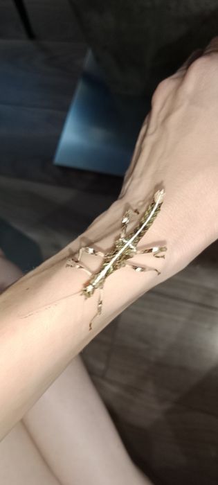 Straszyk filipiński