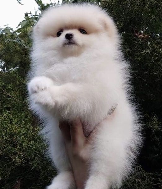 Померанский шпиц