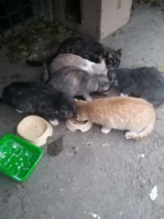 Котенята шукають дім і люблячих добрих хазяїв