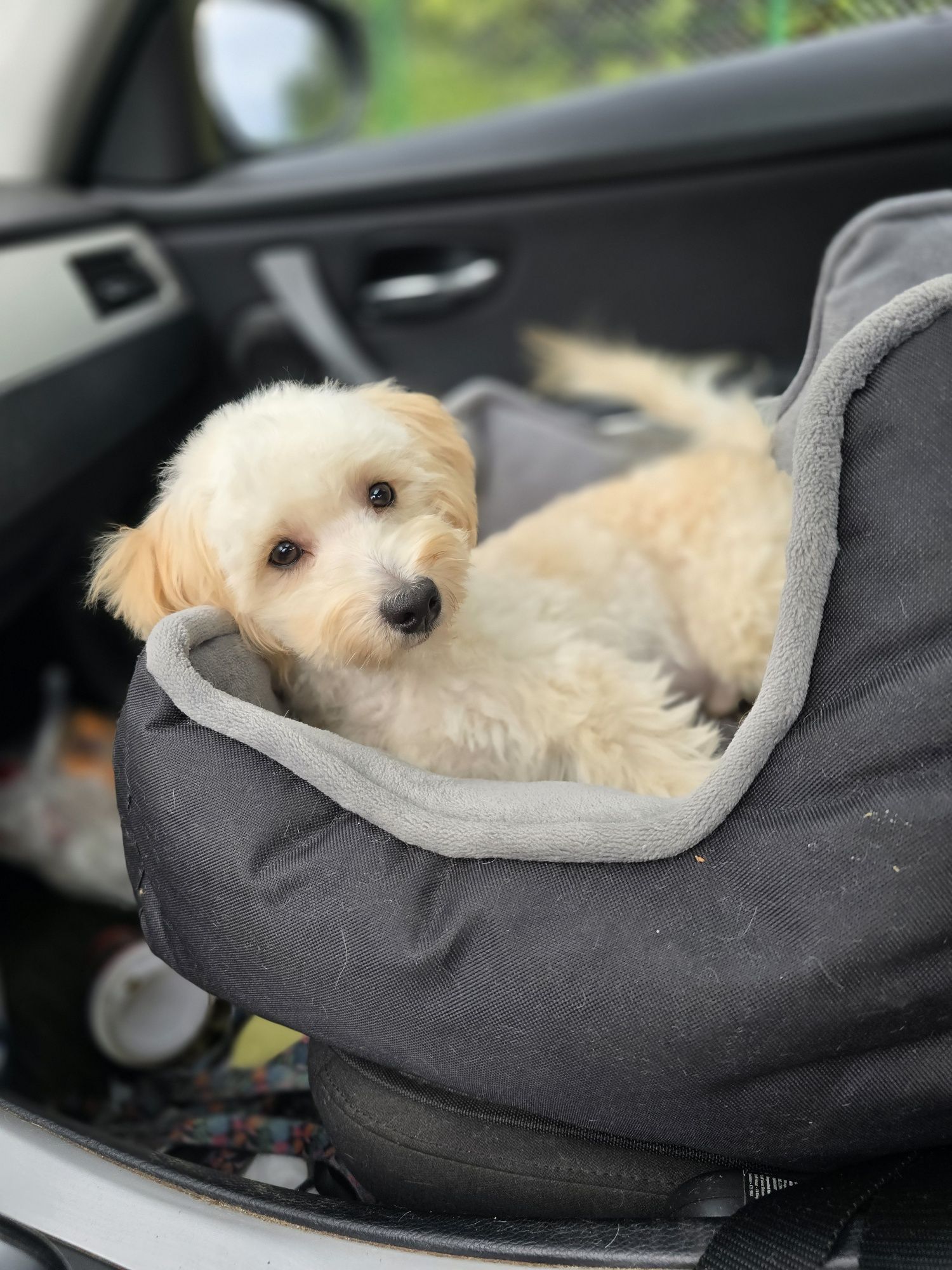 Maltipoo/ chłopczyk