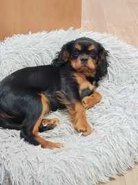 Cavalier King Charles Spaniel