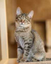 Мраморный рыж Шнурок, кот 7 месяцев